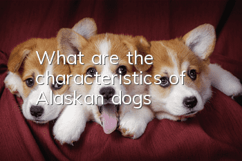 What are the characteristics of Alaskan dogs?