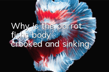 Why is the parrot fish's body crooked and sinking?