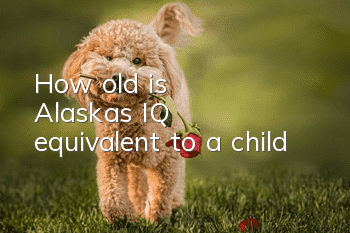 How old is Alaska's IQ equivalent to a child?