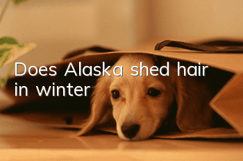 Does Alaska shed hair in winter?