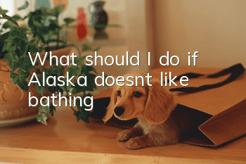What should I do if Alaska doesn’t like bathing?