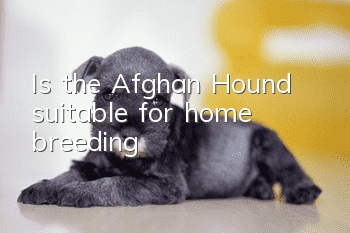 Is the Afghan Hound suitable for home breeding?