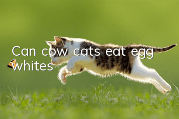 Can cow cats eat egg whites?