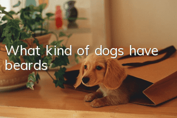 What kind of dogs have beards?