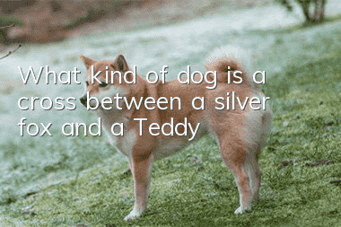 What kind of dog is a cross between a silver fox and a Teddy?