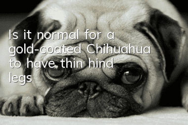 Is it normal for a gold-coated Chihuahua to have thin hind legs?