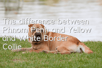 The difference between Phnom Penh and Yellow and White Border Collie