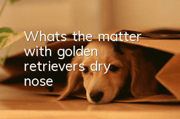 What’s the matter with golden retriever’s dry nose?