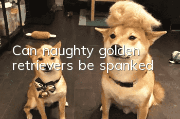 Can naughty golden retrievers be spanked?