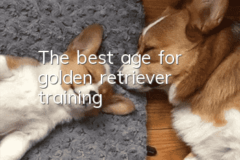 The best age for golden retriever training