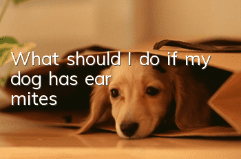 What should I do if my dog has ear mites?