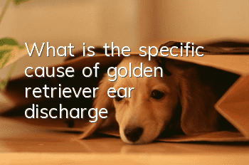 What is the specific cause of golden retriever ear discharge?