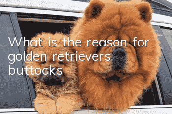 What is the reason for golden retriever’s buttocks?