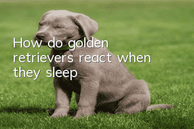 How do golden retrievers react when they sleep?