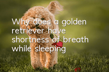 Why does a golden retriever have shortness of breath while sleeping?