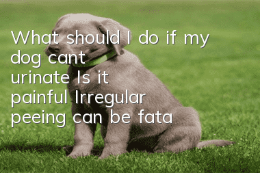 What should I do if my dog can’t urinate? Is it painful? Irregular peeing can be fatal?