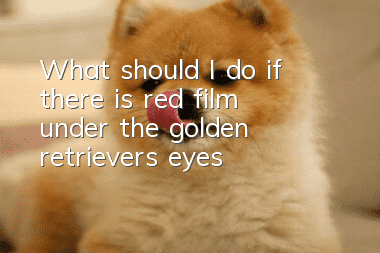 What should I do if there is red film under the golden retriever’s eyes?