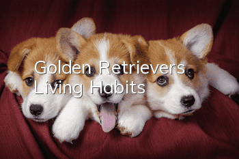 Golden Retriever’s Living Habits