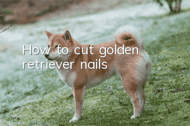 How to cut golden retriever nails