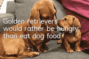 Golden retrievers would rather be hungry than eat dog food