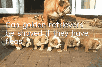 Can golden retrievers be shaved if they have fleas?