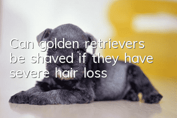 Can golden retrievers be shaved if they have severe hair loss?