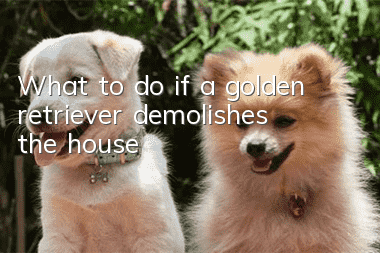 What to do if a golden retriever demolishes the house