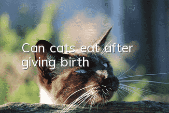 Can cats eat after giving birth?