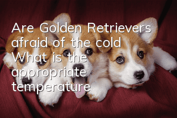 Are Golden Retrievers afraid of the cold? What is the appropriate temperature?