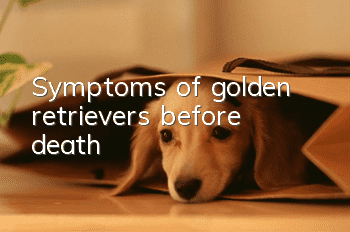 Symptoms of golden retrievers before death