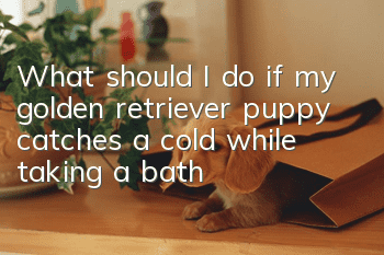 What should I do if my golden retriever puppy catches a cold while taking a bath?