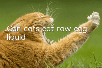 Can cats eat raw egg liquid?