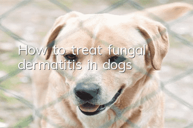 How to treat fungal dermatitis in dogs