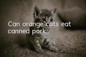 Can orange cats eat canned pork?