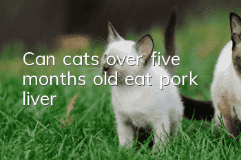 Can cats over five months old eat pork liver?