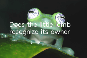 Does the little lamb recognize its owner?