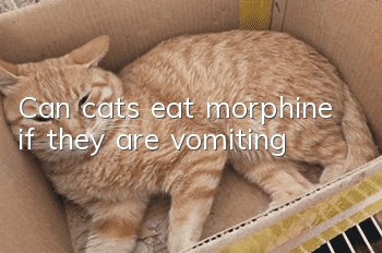 Can cats eat morphine if they are vomiting?