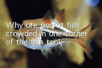 Why are parrot fish crowded in one corner of the fish tank?
