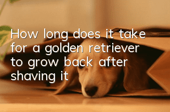How long does it take for a golden retriever to grow back after shaving it?
