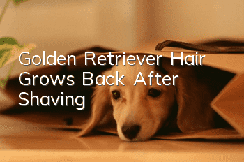Golden Retriever Hair Grows Back After Shaving