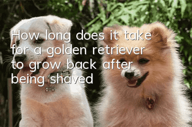 How long does it take for a golden retriever to grow back after being shaved?