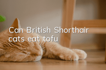 Can British Shorthair cats eat tofu?