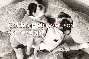 Golden Retriever sad expression