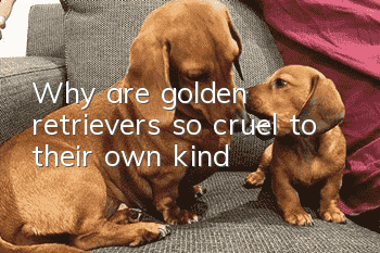 Why are golden retrievers so cruel to their own kind?