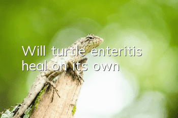 Will turtle enteritis heal on its own?