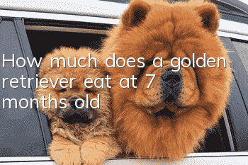 How much does a golden retriever eat at 7 months old?
