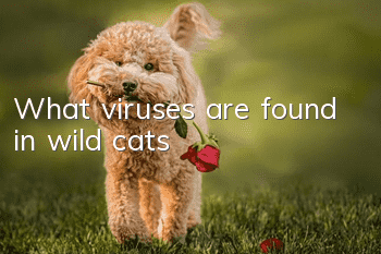 What viruses are found in wild cats?