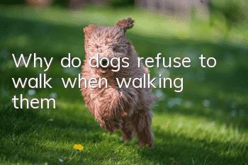 Why do dogs refuse to walk when walking them?