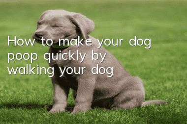 How to make your dog poop quickly by walking your dog