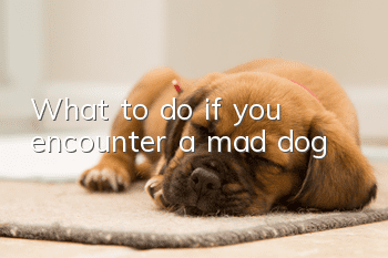 What to do if you encounter a mad dog